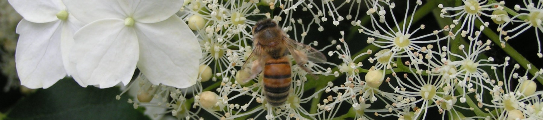 Peeblesshire Beekeepers Association